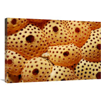 Sea Squirt Ascidian, Indonesia-Canvas Art-36"x24"