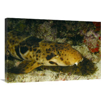 Epaulette Shark portrait underwater-Canvas Art-36"x24"