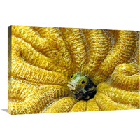 Secretary Blenny peeking out of its coral burrow, Bonaire-Canvas Art-30"x20"