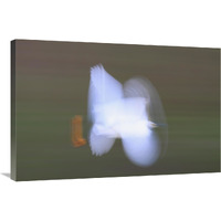Snowy Egret flying, Everglades National Park, Florida-Canvas Art-36"x24"