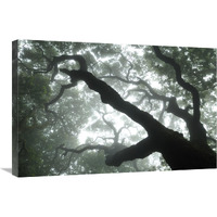 Macaronesian Laurel relict forest, Tenerife, Canary Islands, Spain-Canvas Art-30"x20"