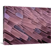 Indian Meal Moth wing detail at 210x magnification-Canvas Art-28"x22"