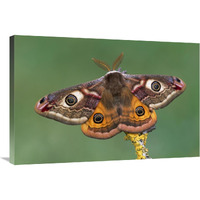 Emperor Moth, Switzerland-Canvas Art-36"x24"