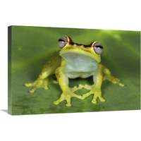 Treefrog at night, Colombia-Canvas Art-30"x20"