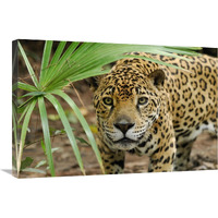 Jaguar peering through brush, Belize-Canvas Art-30"x20"