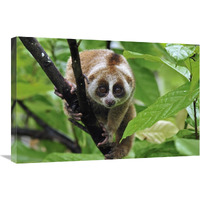 Slow Loris, northern Sumatra, Indonesia-Canvas Art-30"x20"