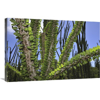 Madagascan Ocotillo, Spiny Forest, Berenty Private Reserve, Madagascar-Canvas Art-36"x24"