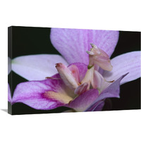 Orchid Mantis female mimicking a pink flower, Cameron highlands near Tapah in West Malaysia-Canvas Art-30"x20"