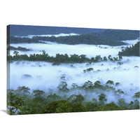 Canopy of lowland rainforest at dawn with fog, Danum Valley Conservation Area, Borneo, Malaysia-Canvas Art-36"x24"