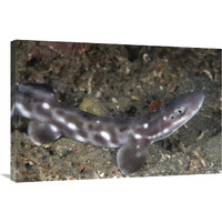 Coral Catshark , Lembeh Island, Sulawesi, Indonesia-Canvas Art-36"x24"