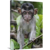 Long-tailed Macaque baby, Saba, Malaysia-Canvas Art-20"x30"