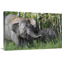 Asian Elephant mother and baby, Saba, Malaysia-Canvas Art-30"x20"