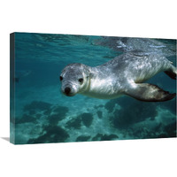 Australian Sea Lion underwater portrait, South Australia-Canvas Art-30"x20"