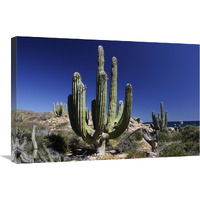 Cardon cacti, Santa Catalina Island, Sea of Cortez, Mexico-Canvas Art-30"x20"