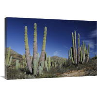 Cardon cacti, Santa Catalina Island, Sea of Cortez, Mexico-Canvas Art-36"x24"