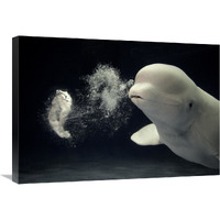 Beluga whale blowing toroidal bubble ring, Shimane Aquarium, Japan-Canvas Art-30"x21"