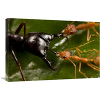 Weaver Ant pair defending against Driver Ant attack, Africa-Canvas Art-30"x20"