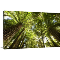 Tree Fern forest near Haast Pass, New Zealand-Canvas Art-36"x24"