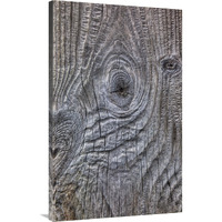 Wind eroded wood, Deception Island, South Shetland Islands, Antarctica-Canvas Art-27.72"x44"