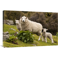 Domestic Sheep with twin lambs, Stony Bay, Banks Peninsula, Canterbury, New Zealand-Canvas Art-36"x24"