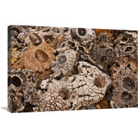Kelp holdfasts bleached and weathered on beach, Kaikoura, North Canterbury, New Zealand-Canvas Art-30"x20"
