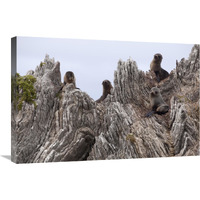 New Zealand Fur Seal pups on folded limestone layers, Kaikoura, North Canterbury, New Zealand-Canvas Art-30"x20"