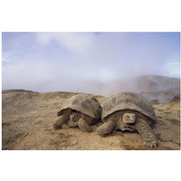 Galapagos Giant Tortoises near steaming fumaroles, Alcedo Volcano, Galapagos-Paper Art-20"x14"