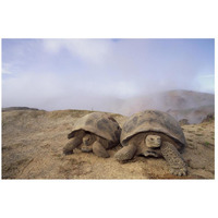 Galapagos Giant Tortoises near steaming fumaroles, Alcedo Volcano, Galapagos-Paper Art-26"x18"