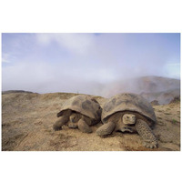 Galapagos Giant Tortoises near steaming fumaroles, Alcedo Volcano, Galapagos-Paper Art-32"x22"