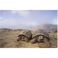 Galapagos Giant Tortoises near steaming fumaroles, Alcedo Volcano, Galapagos-Paper Art-62"x42"