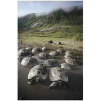 Galapagos Giant Tortoise wallowing in seasonal pool, Alcedo Volcano, Galapagos-Paper Art-18"x26"
