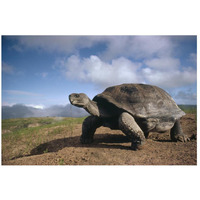 Galapagos Giant Tortoise on caldera rim, Alcedo Volcano, Galapagos Islands-Paper Art-26"x18"