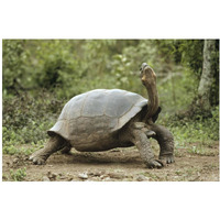 Darwin's Finch and Volcan Alcedo Giant Tortoise, Galapagos Islands-Paper Art-20"x14"