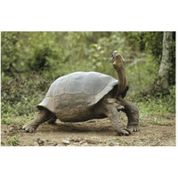Darwin's Finch and Volcan Alcedo Giant Tortoise, Galapagos Islands-Paper Art-50"x34"