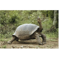 Darwin's Finch and Volcan Alcedo Giant Tortoise, Galapagos Islands-Paper Art-62"x42"