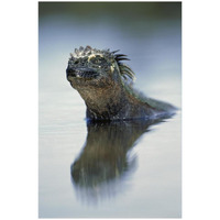 Marine Iguana, Punta Espinosa, Galapagos Islands, Ecuador-Paper Art-18"x26"