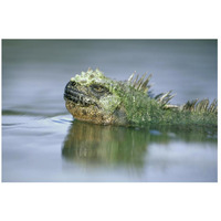 Marine Iguana, Punta Espinosa, Galapagos Islands, Ecuador-Paper Art-26"x18"