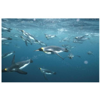 King Penguins underwater, Macquarie Island-Paper Art-32"x22"