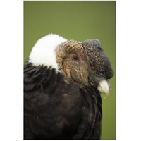 Andean Condor adult male raising ruff to keep head warm, Cayambe, Ecuador-Paper Art-34"x50"