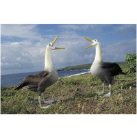 Waved Albatross courtship display, Galapagos Islands, Ecuador-Paper Art-20"x14"