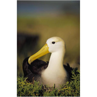Waved Albatross, Galapagos Islands, Ecuador-Paper Art-14"x20"