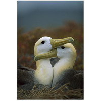 Waved Albatross pair bonding, Galapagos Islands, Ecuador-Paper Art-34"x50"