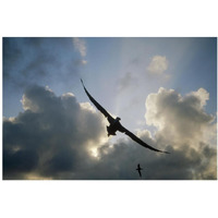 Waved Albatross flying over nesting colony, Galapagos Islands, Ecuador-Paper Art-38"x26"
