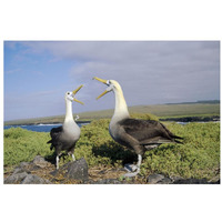 Waved Albatross pair courting, Galapagos Islands, Ecuador-Paper Art-32"x22"