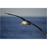 Waved Albatross flying, Galapagos Islands, Ecuador-Paper Art-20"x14"