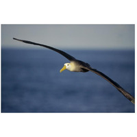 Waved Albatross flying, Galapagos Islands, Ecuador-Paper Art-26"x18"