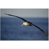 Waved Albatross flying, Galapagos Islands, Ecuador-Paper Art-50"x34"