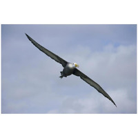 Waved Albatross flying, Galapagos Islands, Ecuador-Paper Art-32"x22"