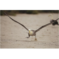 Waved Albatross using beach as runway for takeoff, Galapagos Islands, Ecuador-Paper Art-20"x14"