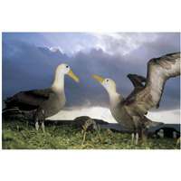 Waved Albatross courtship dance, Galapagos Islands, Ecuador-Paper Art-20"x14"